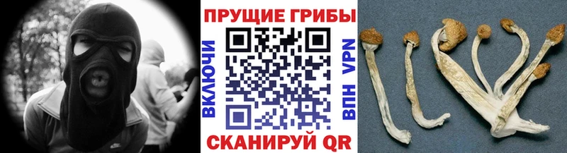 Псилоцибиновые грибы Psilocybe  kraken онион  Юрьев-Польский  купить наркоту 